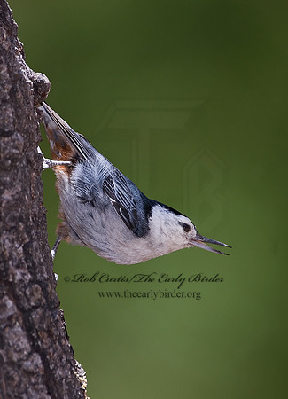 Sitta carolinensis  WHITE-BREASTED NUTHATCH 7007855