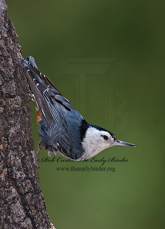Sitta carolinensis  WHITE-BREASTED NUTHATCH 7007858