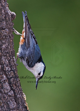 Sitta carolinensis  WHITE-BREASTED NUTHATCH 7007859