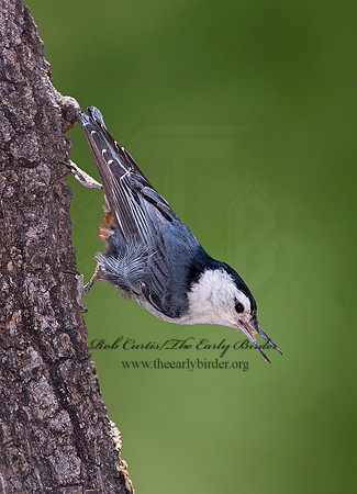 Sitta carolinensis  WHITE-BREASTED NUTHATCH 7007860