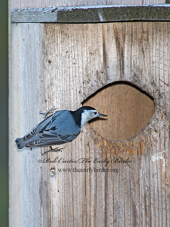 Sitta carolinensis  WHITE-BREASTED NUTHATCH 9005997