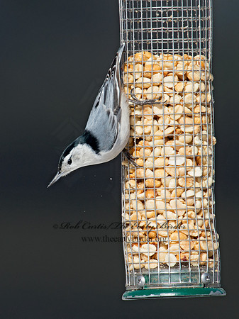 Sitta carolinensis  WHITE-BREASTED NUTHATCH 9007451