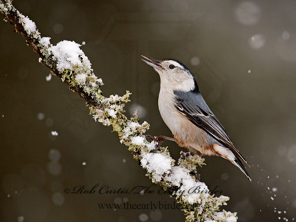 Sitta carolinensis  WHITE-BREASTED NUTHATCH 9008388