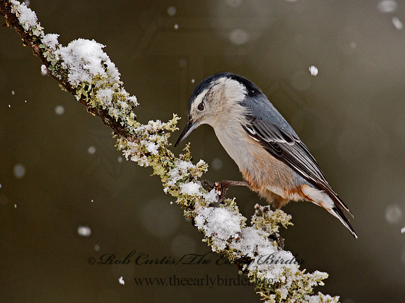 Sitta carolinensis  WHITE-BREASTED NUTHATCH 9008387