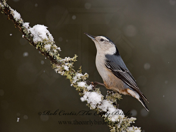 Sitta carolinensis  WHITE-BREASTED NUTHATCH 9008389
