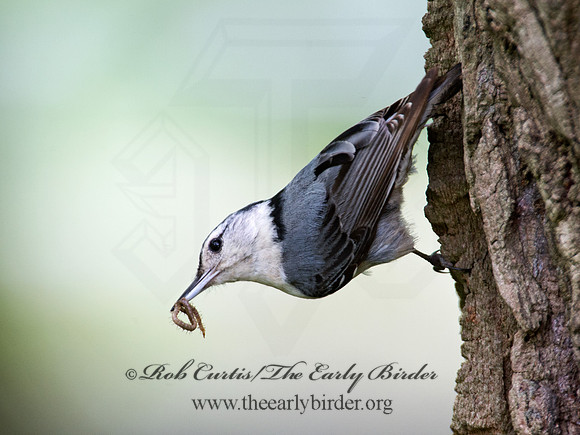 Sitta carolinensis  WHITE-BREASTED NUTHATCH 9012207