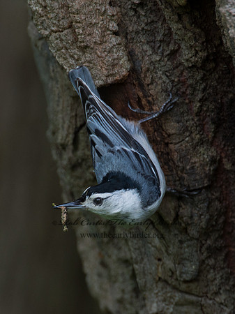 Sitta carolinensis  WHITE-BREASTED NUTHATCH 9012219