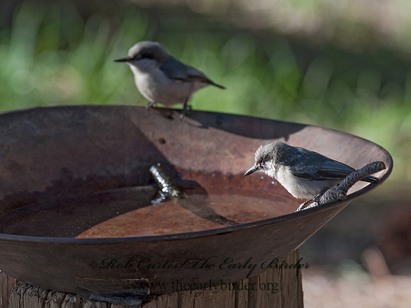 Sitta pygmaea  PIGMY NUTHATCH  8036000