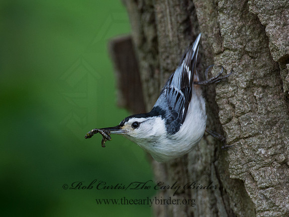 Sitta carolinensis  WHITE-BREASTED NUTHATCH 9012559