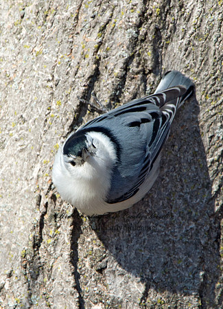 Sitta carolinensis  WHITE-BREASTED NUTHATCH 9042729