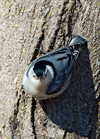 Sitta carolinensis  WHITE-BREASTED NUTHATCH 9042730