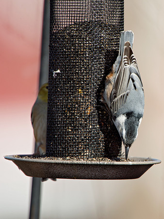 Sitta carolinensis  WHITE-BREASTED NUTHATCH 9042515