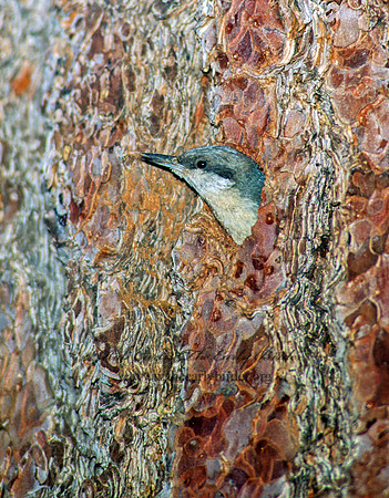 Sitta pygmaea  PIGMY NUTHATCH 110009