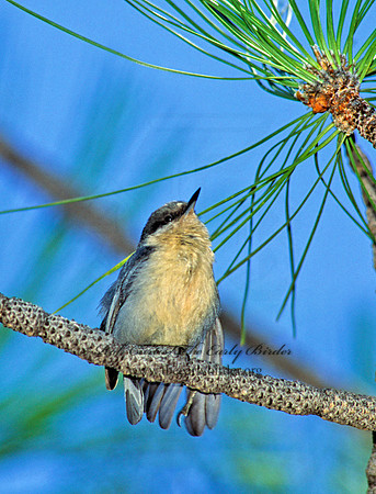 Sitta pygmaea  PIGMY NUTHATCH 110103