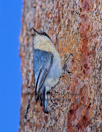 Sitta pygmaea  PIGMY NUTHATCH 110025