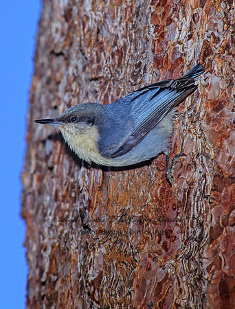 Sitta pygmaea  PIGMY NUTHATCH 110023