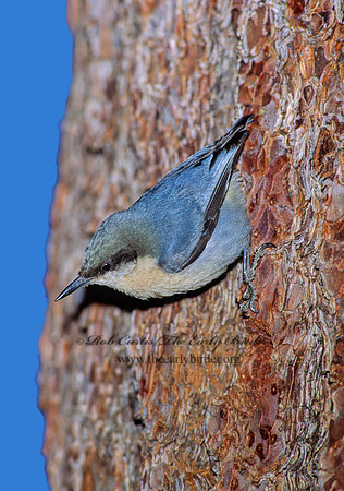Sitta pygmaea  PIGMY NUTHATCH 110108