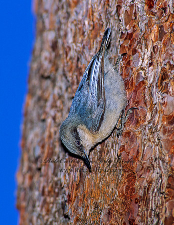 Sitta pygmaea  PIGMY NUTHATCH 110112