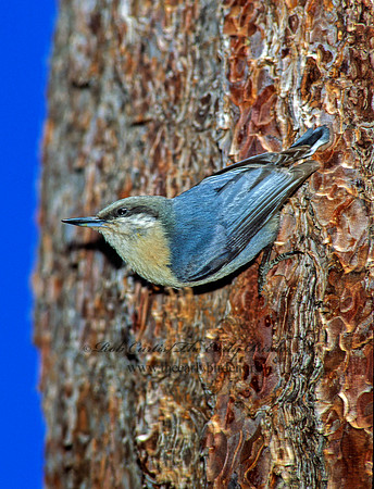 Sitta pygmaea  PIGMY NUTHATCH 110119