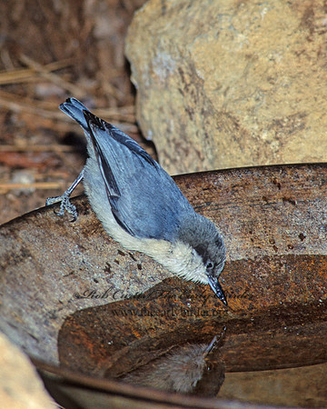 Sitta pygmaea  PIGMY NUTHATCH 121928