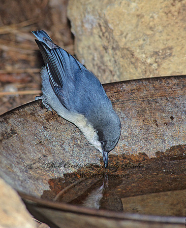 Sitta pygmaea  PIGMY NUTHATCH 122005