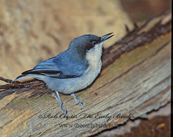 Sitta pygmaea  PIGMY NUTHATCH 122030