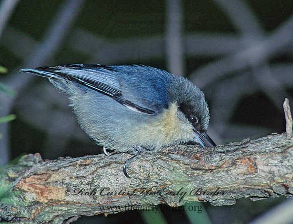 Sitta pygmaea  PIGMY NUTHATCH 122118