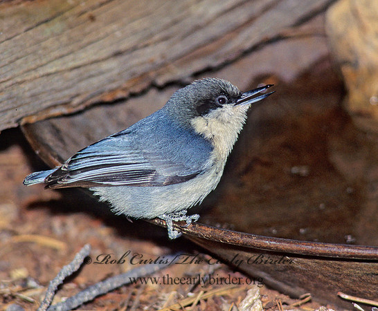 Sitta pygmaea  PIGMY NUTHATCH 122202