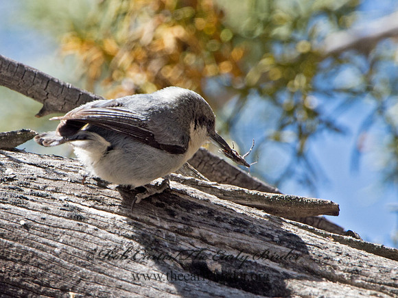Sitta pygmaea  PIGMY NUTHATCH 9057040