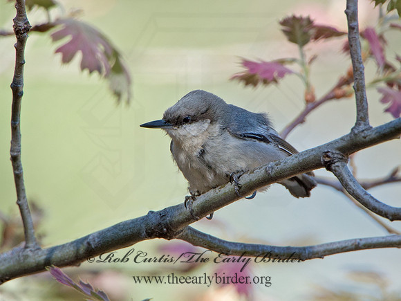 Sitta pygmaea  PIGMY NUTHATCH 9056336