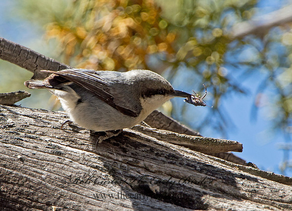 Sitta pygmaea  PIGMY NUTHATCH 9057041