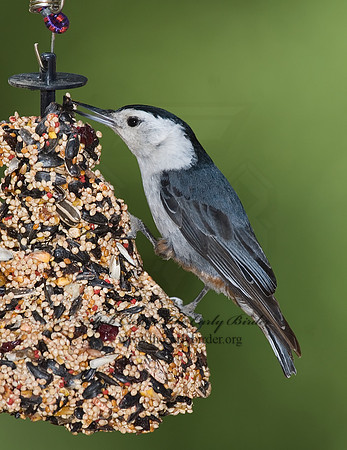 Sitta carolinensis  WHITE-BREASTED NUTHATCH 7007524