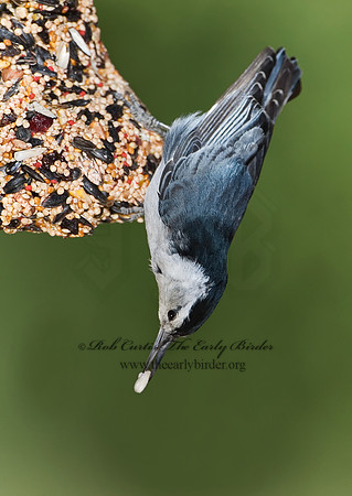 Sitta carolinensis  WHITE-BREASTED NUTHATCH 7007520