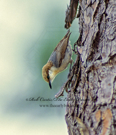 Sitta pusilla  BROWN-HEADED NUTHATCH 14632