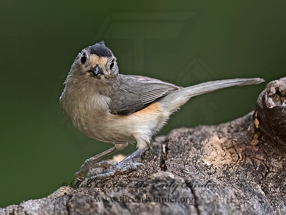 Baeolophus atricristatus  BLACK-CRESTED TITMOUSE 3035478z