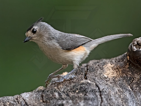 Baeolophus atricristatus  BLACK-CRESTED TITMOUSE 3035479z