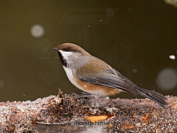 Poecile hudsonicus  BOREAL CHICKADEE 9008304