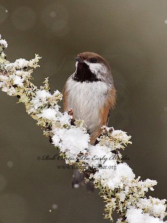 Poecile hudsonicus  BOREAL CHICKADEE 9008392