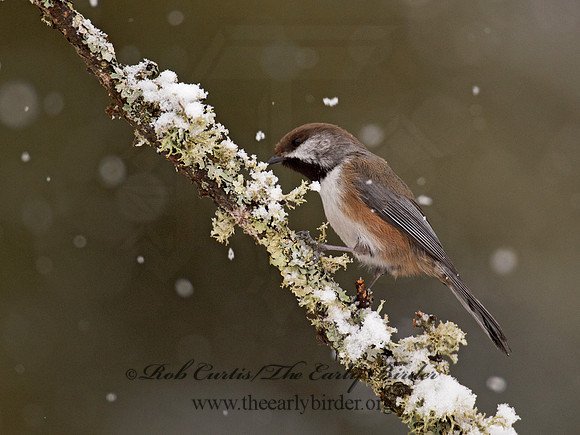 Poecile hudsonicus  BOREAL CHICKADEE 9008371
