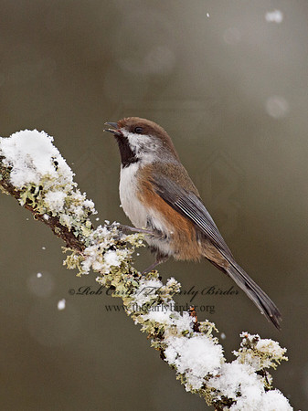 Poecile hudsonicus  BOREAL CHICKADEE 9008393