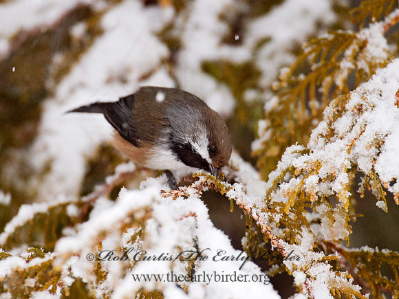 Poecile hudsonicus  BOREAL CHICKADEE 9008414