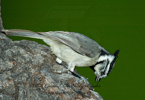 Baeolophus wollweberi  BRIDLED TITMOUSE 5006147