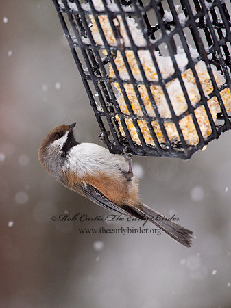 Poecile hudsonicus  BOREAL CHICKADEE 9008420