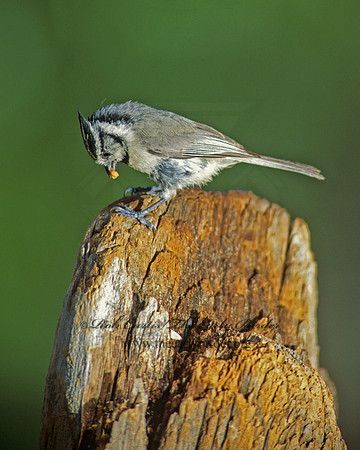 Baeolophus wollweberi  BRIDLED TITMOUSE 75508