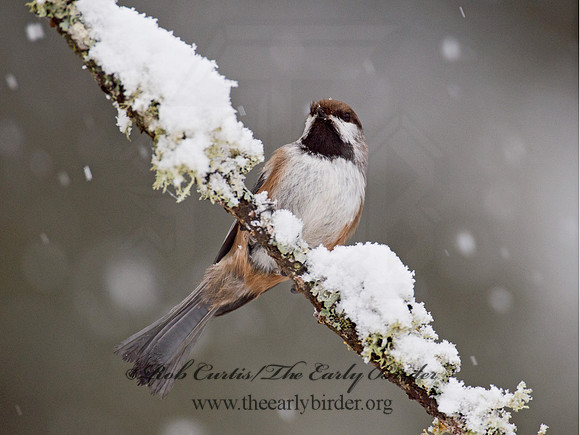 Poecile hudsonicus  BOREAL CHICKADEE 9008426
