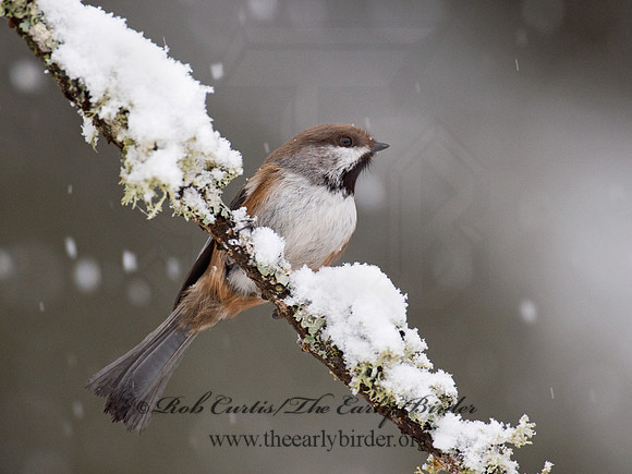 Poecile hudsonicus  BOREAL CHICKADEE 9008427