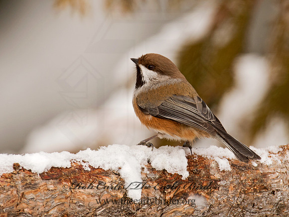 Poecile hudsonicus  BOREAL CHICKADEE 9008510