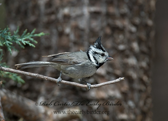Baeolophus wollweberi  BRIDLED TITMOUSE 7007564