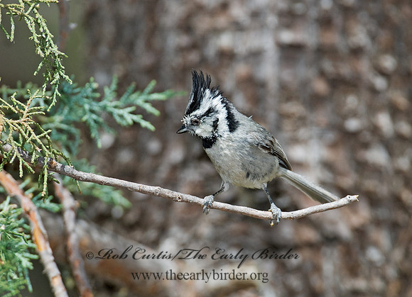 Baeolophus wollweberi  BRIDLED TITMOUSE 7007563