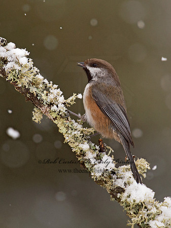 Poecile hudsonicus  BOREAL CHICKADEE 9008471